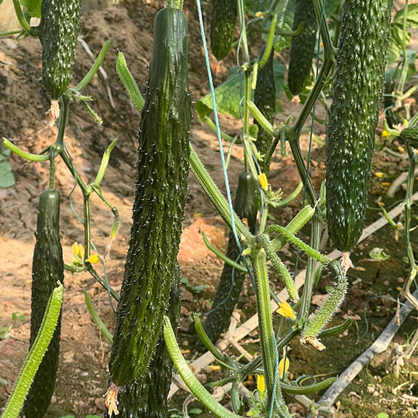 'Fuyang 35' F1 Cucumber Seeds, 25g