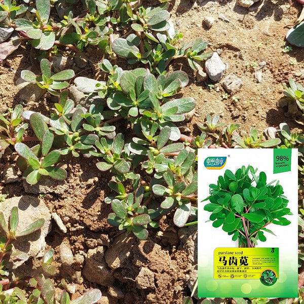 Dutch Purslane Seeds, 10g