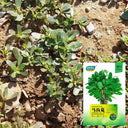 Dutch Purslane Seeds, 10g