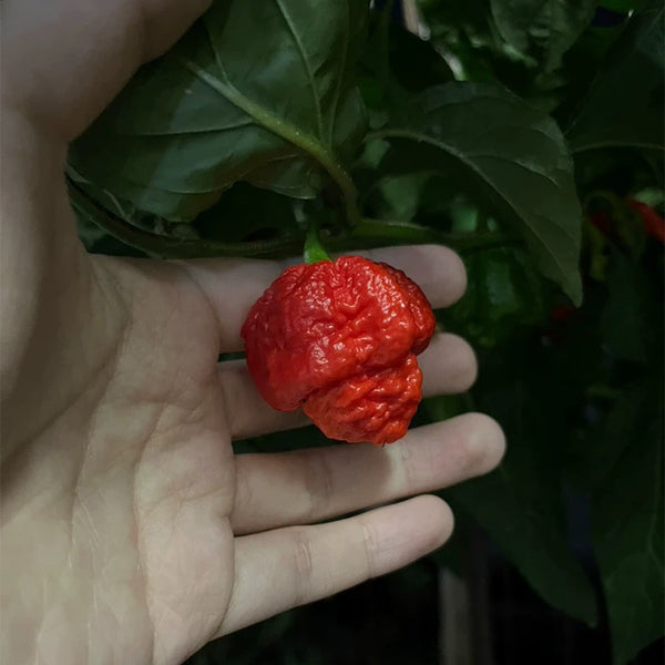 Dragon's Breath Pepper, 10 Seeds