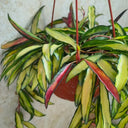 Hoya kentiana 'Variegata', 3 Cuttings