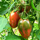 'Strawberry' Tomato Seeds