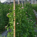 Red Flower Giant Glass Pod Pea Seeds, 30g