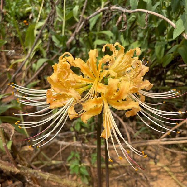 Lycoris 'Sweet Orange', 1 Bulb