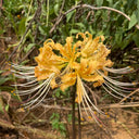 Lycoris 'Sweet Orange', 1 Bulb