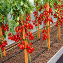 558 Jack Pot F1 Tomato, 5 Seeds