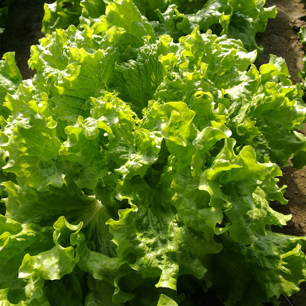'Jiemei' Fast-Growing Loose-Leaf Lettuce, 2000 Seeds