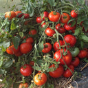 834 Mongolian Dwarf Tomato, 5 Seeds