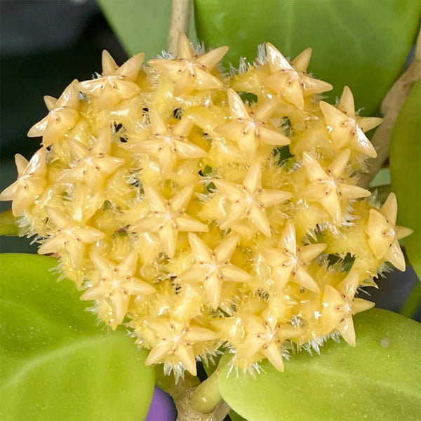 Hoya mindorensis 'Yellow Form', 5 Cuttings