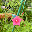 Pink Cypress Vine, 5 Seeds