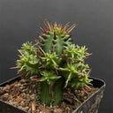 Pincushion Euphorbia, 4-5cm