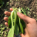 'Tingmei No.1' Baby Bok Choy Seeds, 20g