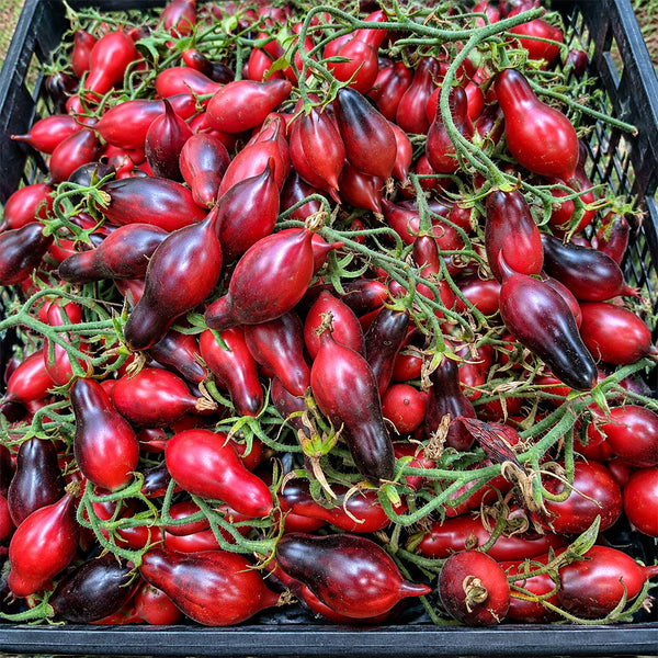 130 Kumquat Pink Opal Tomato, 5 Seeds