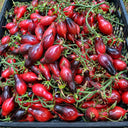 130 Kumquat Pink Opal Tomato, 5 Seeds