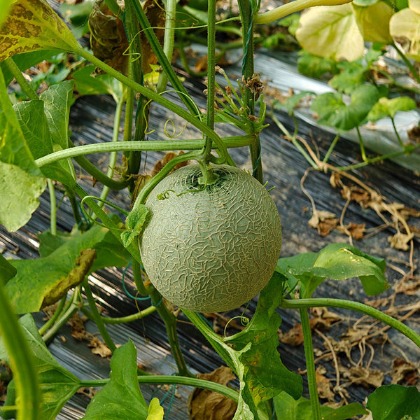 Dumi 101 Muskmelon Seeds, 500 Seeds