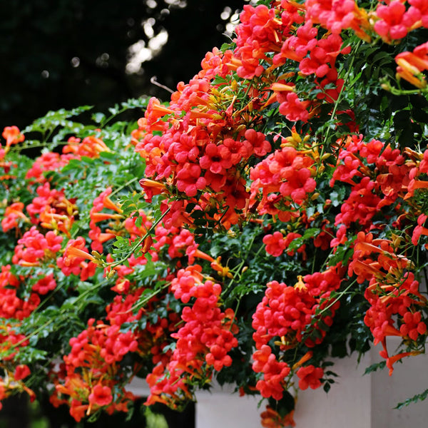 Chinese Trumpet Vine Seeds, 100 Seeds