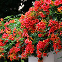 Chinese Trumpet Vine Seeds, 100 Seeds