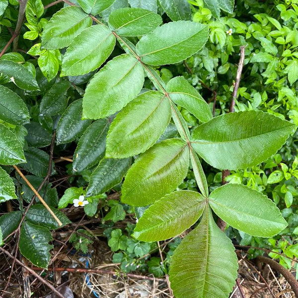 Chinese Sumac Seeds,100 Seeds
