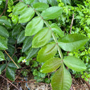 Chinese Sumac Seeds,100 Seeds