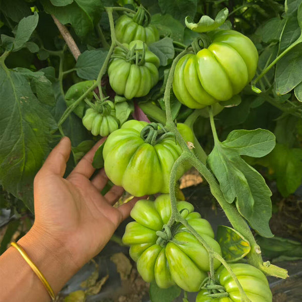 659 Wife's Gift Tomato, 5 Seeds