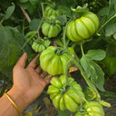 659 Wife's Gift Tomato, 5 Seeds