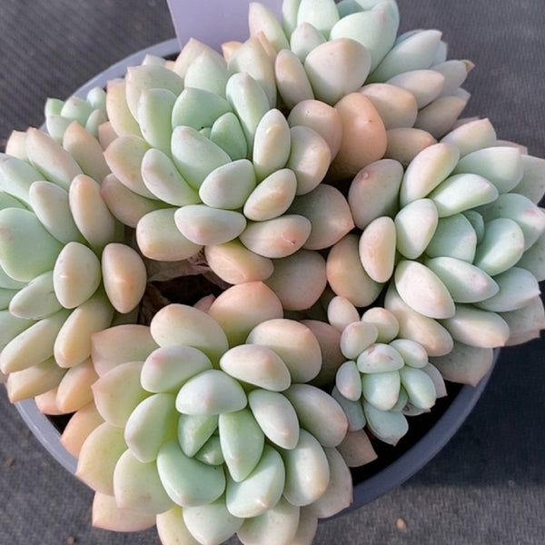 Echeveria 'Jade Ruyi', 3pcs x 1-head