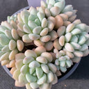 Echeveria 'Jade Ruyi', 3pcs x 1-head