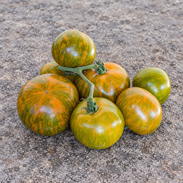 412 Dwarf Jeremy's Stripes Tomato, 5 Seeds