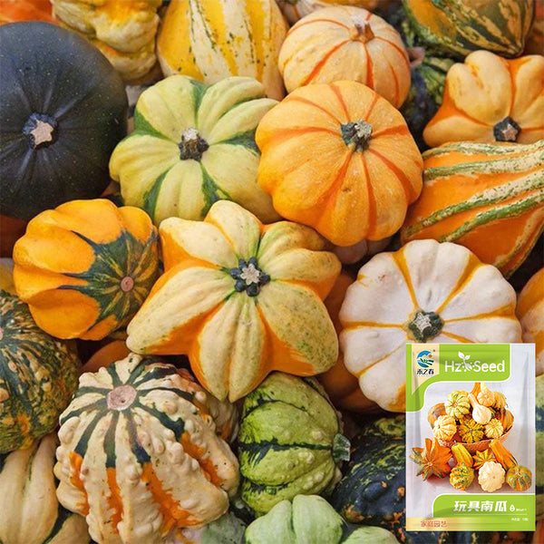 Hezhichun Decorative Pumpkin Seed Mix, 10 Seeds