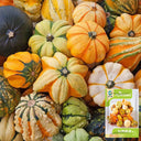 Hezhichun Decorative Pumpkin Seed Mix, 10 Seeds