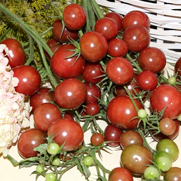 610 Reinhard Kraft's Purple Sugar Cherry Tomato, 5 Seeds