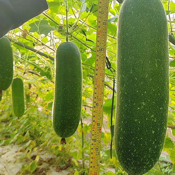 Baoli F1 Hybrid Hairy Gourd, 50 Seeds