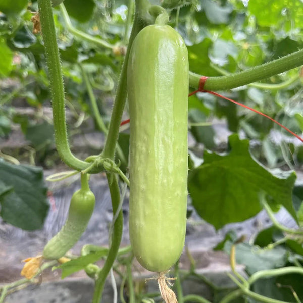 'Zhongnong Cuiyu No.4' Fruit Cucumber, 100 Seeds
