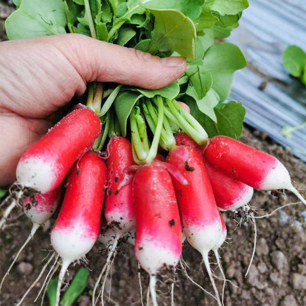 Thumb-sized Fruit Radish Seeds, 5g