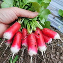 Thumb-sized Fruit Radish Seeds, 5g