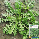 Broad-leaved Shepherd's Purse Seeds, 10g
