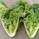 Early Royal Beijing Cabbage Seeds, 20g