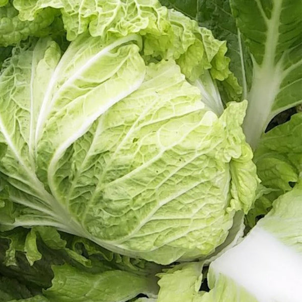 Delicious Compact-head Chinese Cabbage Seeds, 5 × 4g Bags