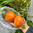 'Eden's Garden No. 6' Tomato Seeds, 5 Seeds