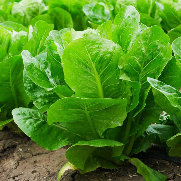 Green Peacock Lettuce Seeds, 3g