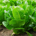 Green Peacock Lettuce Seeds, 3g