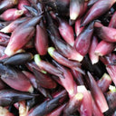 Myoga Ginger Seeds