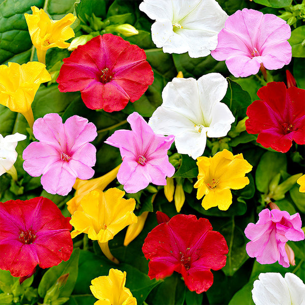 Four O'clock Flower (Mirabilis jalapa) Seeds