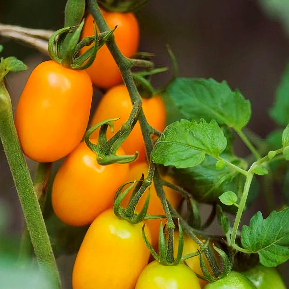 'Radiant Gold' Yellow Tomato Seeds