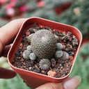 Rebutia heliosa, 2-3cm