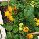 'Jinmeixiuzhu' Cherry Tomatoes, 200 Seeds