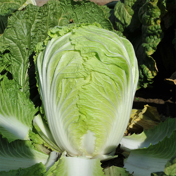 Fengkang 70 Chinese Cabbage Seeds, 5 × 3g Bags