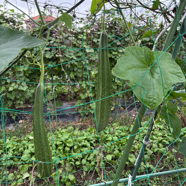 Jiemei Yaxiu No. 2 Luffa, 20 Seeds