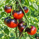 69 Beautiful Dreamer Tomato, 5 Seeds