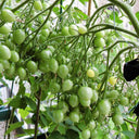 Crazy Barry Cherry Tomato, 20 Seeds
